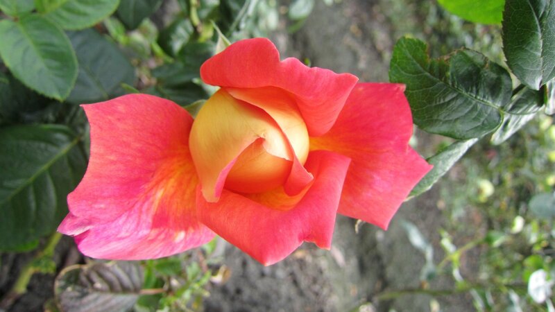 Red and Yellow Rose — Calm, Afternoon, Photograph, Leaves