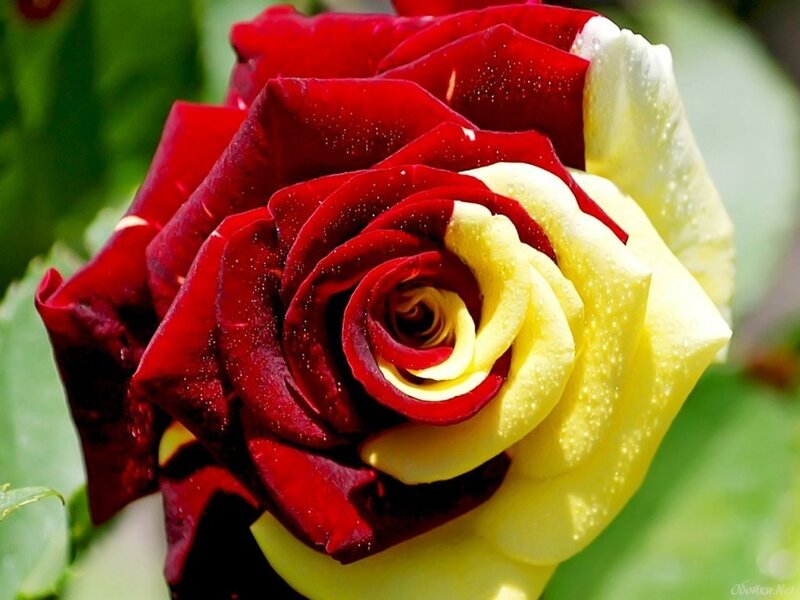 Red and Yellow Rose — Calm, Afternoon, Photograph, Petals