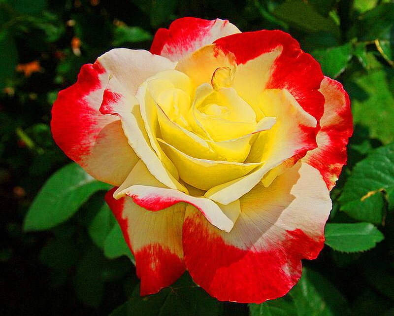 Red and Yellow Rose — Calm, Afternoon, Photograph