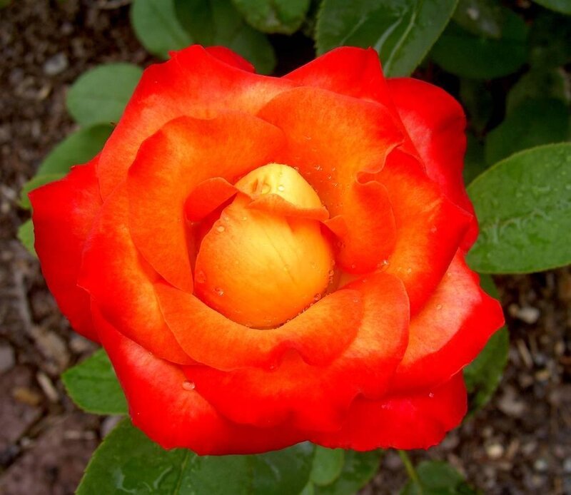 Red and Yellow Rose — Calm, Afternoon