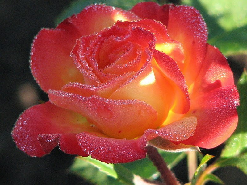 Red and Yellow Rose — Calm, Morning