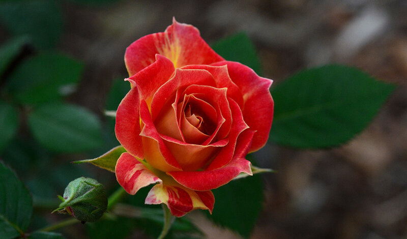 Red and Yellow Rose — Calm, Photograph, Bud