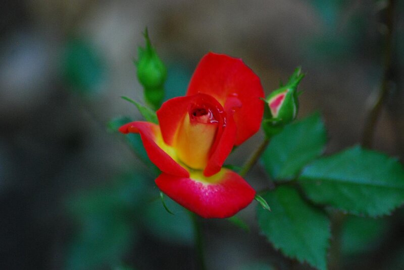 Red and Yellow Rose — Calm, Photograph, Buds