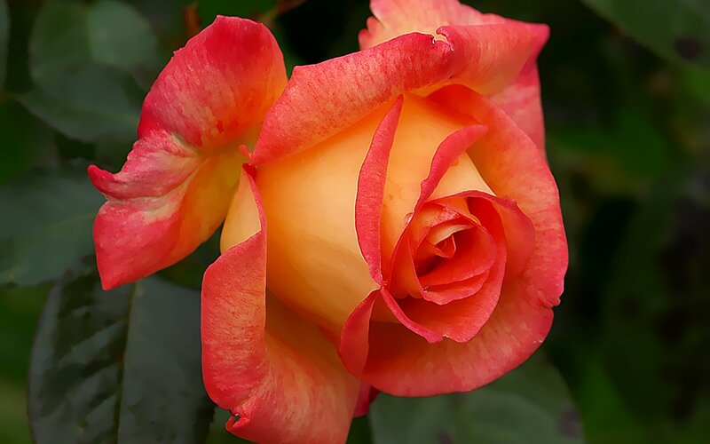 Red and Yellow Rose — Calm, Photograph, Flower, Petals