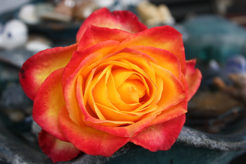 Red and Yellow Rose — Calm, Photograph, Flower