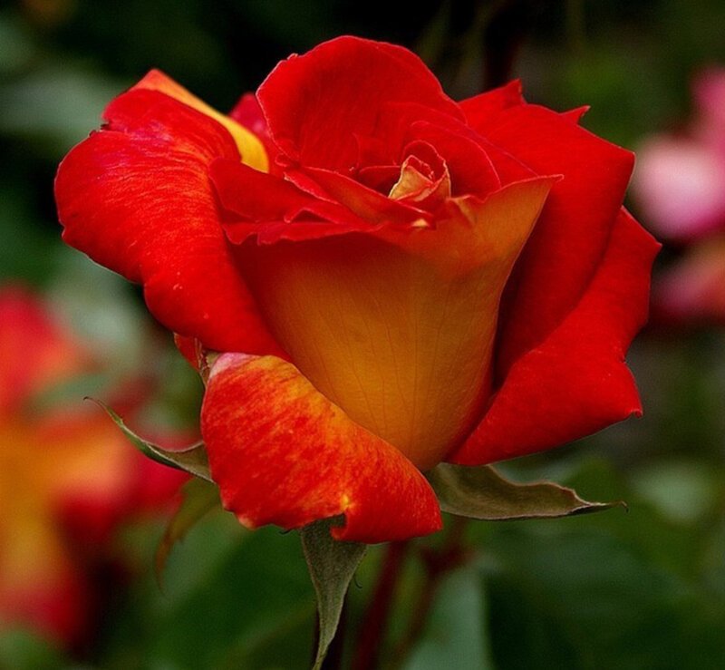 Red and Yellow Rose — Calm, Photograph, Green Leaves, Bud