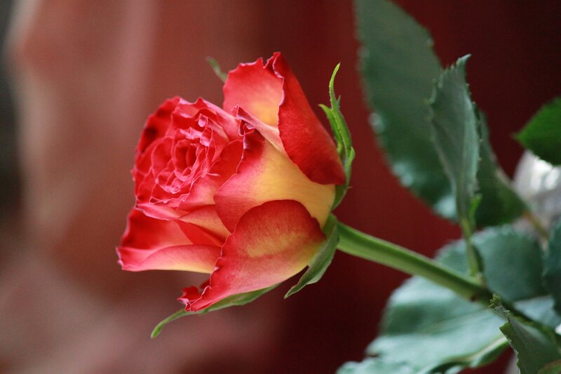 Red and Yellow Rose — Calm, Photograph, Green Leaves, Stem