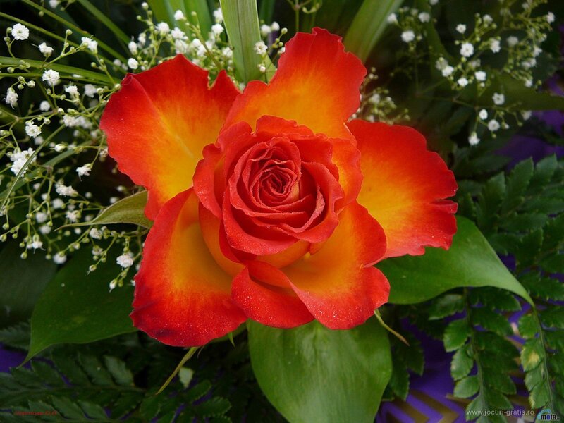 Red and Yellow Rose — Calm, Photograph, Green Leaves