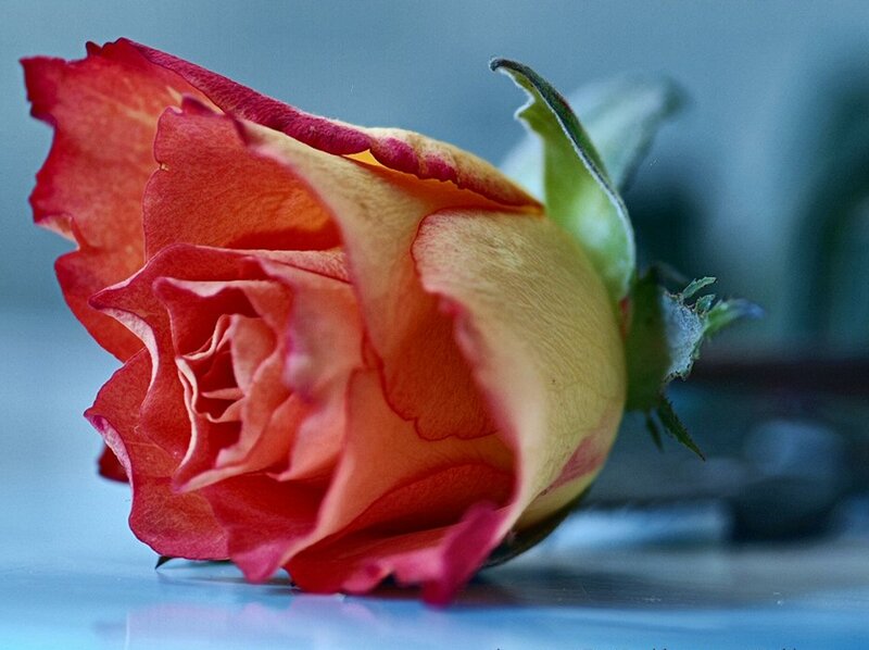 Red and Yellow Rose — Calm, Photograph, Petals, Stem