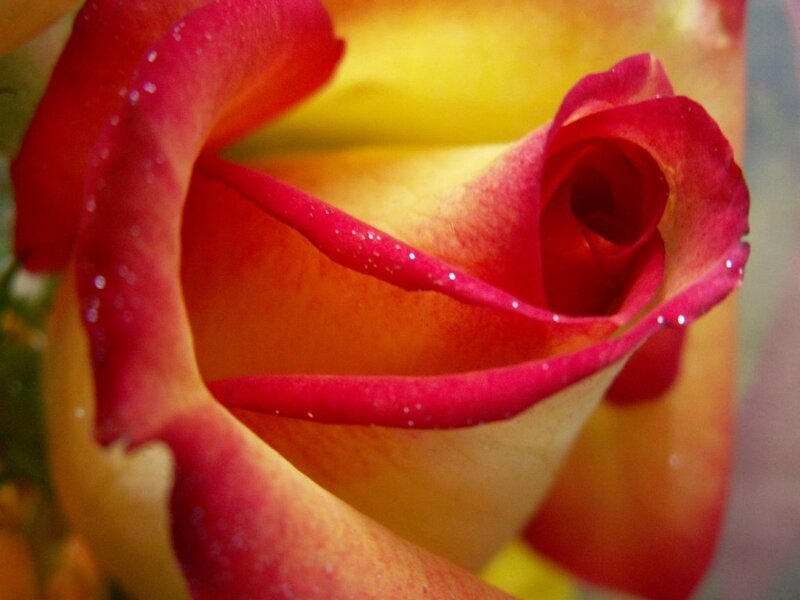 Red and Yellow Rose — Calm, Photograph, Petals