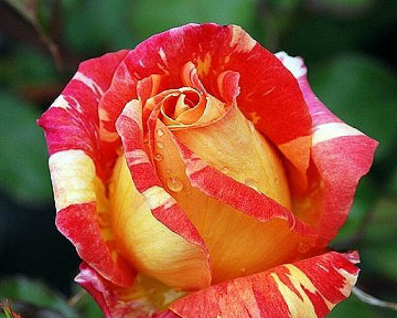 Red and Yellow Rose — Calm, Photograph, Petals, Water Droplets