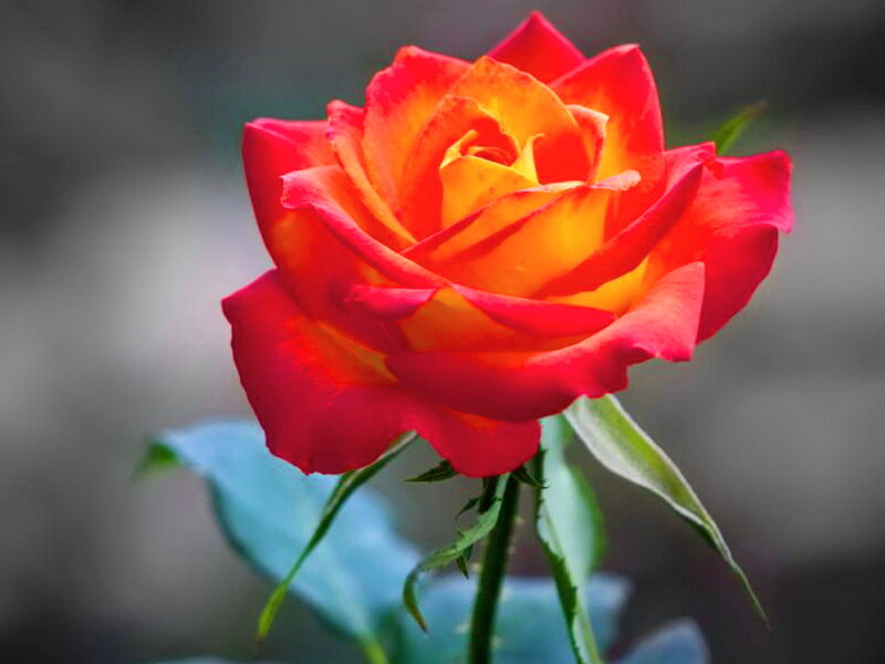 Red and Yellow Rose — Calm, Photograph, Stem, Leaf