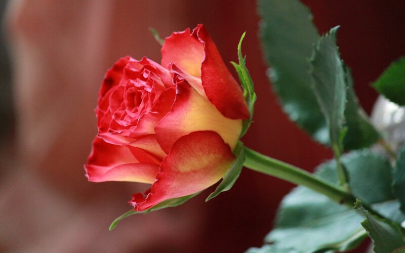 Red and Yellow Rose — Calm, Photograph, Stem, Leaves