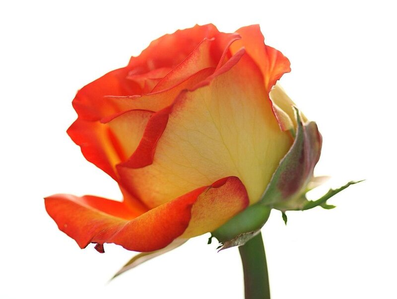 Red and Yellow Rose — Calm, Photograph, Stem
