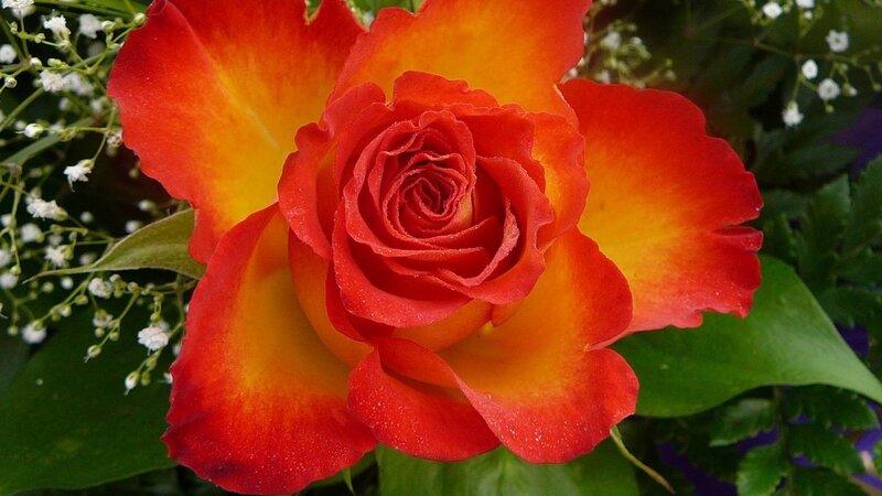 Red and Yellow Rose — Calm, Photograph