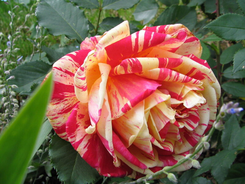Red and Yellow Rose — Calm, Summer