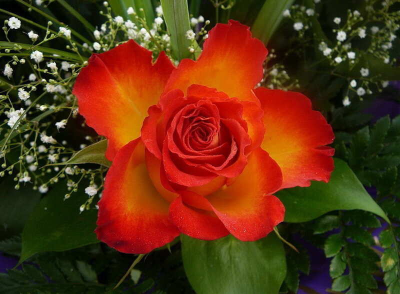 Red and Yellow Rose — Calm