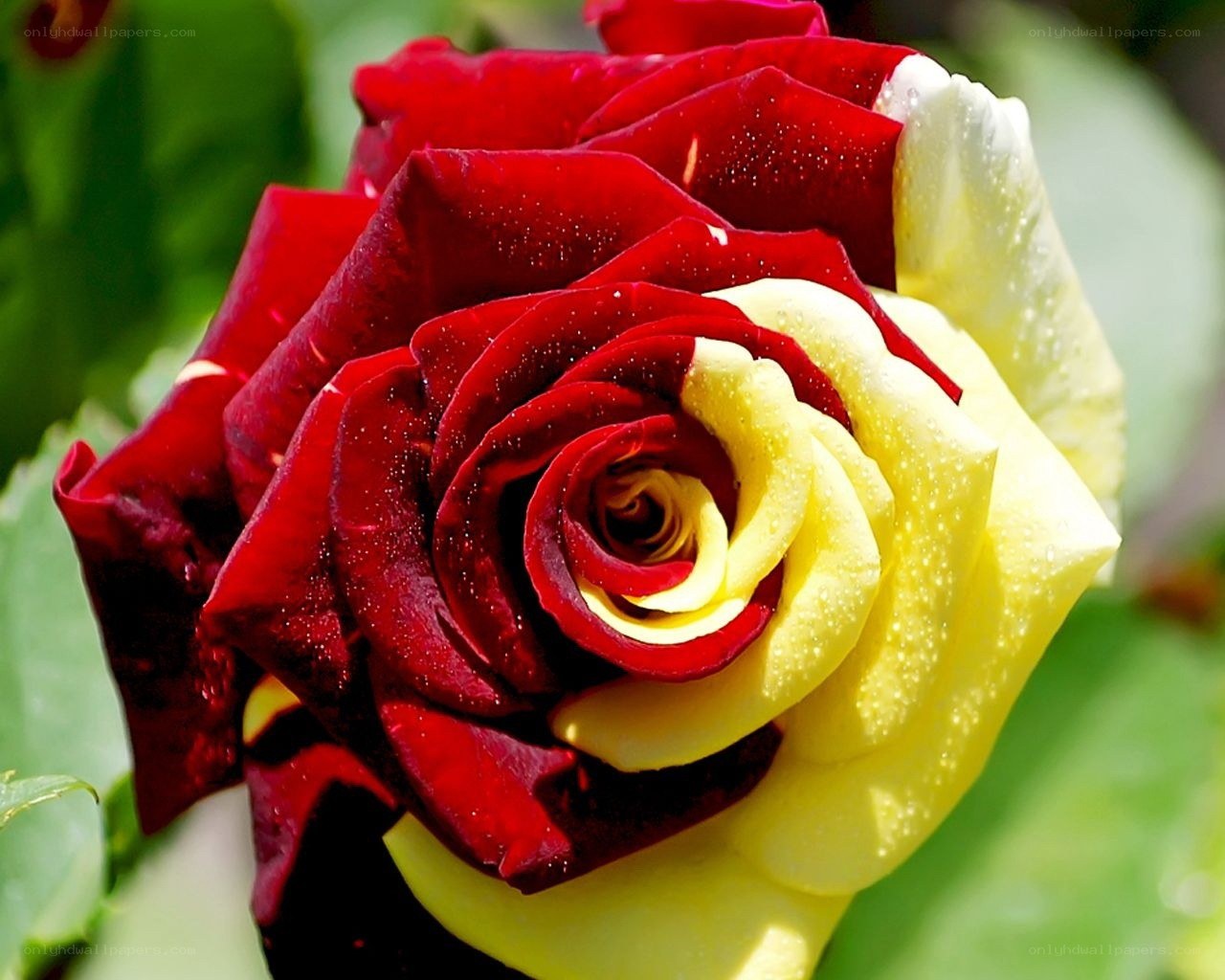 Red and yellow rose close-up
