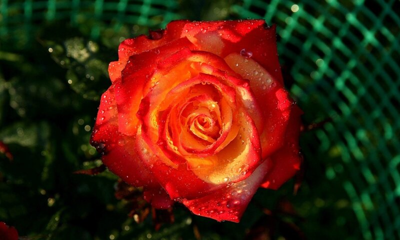 Red and Yellow Rose — Dramatic, Afternoon