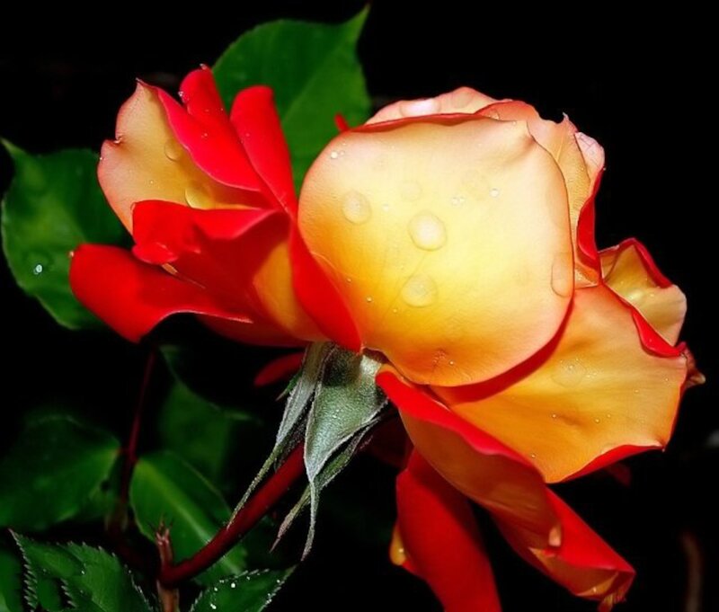 Red and Yellow Rose — Dramatic, Night, Photograph, Leaves