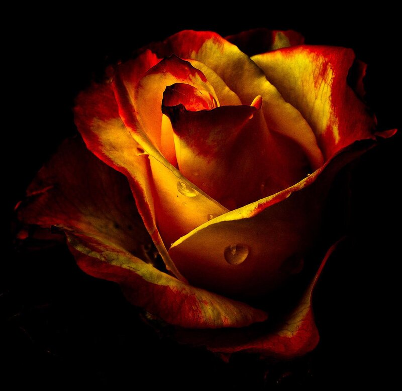 Red and Yellow Rose — Dramatic, Night, Photograph, Petals