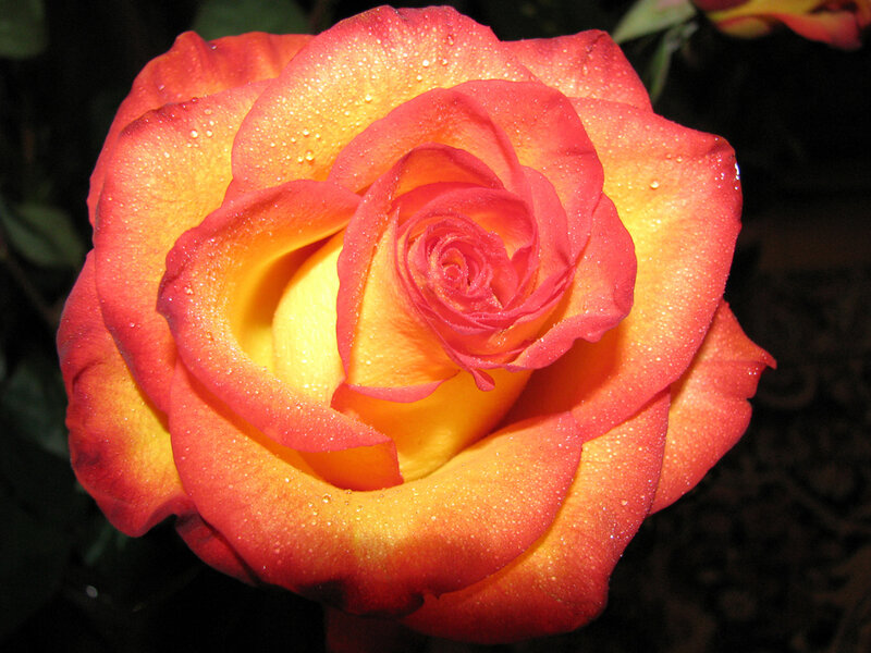 Red and Yellow Rose — Dramatic, Night, Photograph