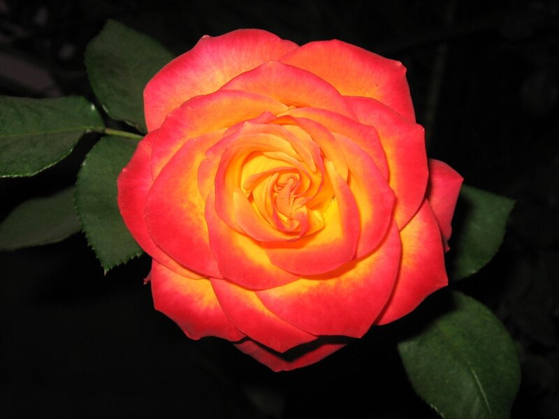 Red and Yellow Rose — Dramatic, Night