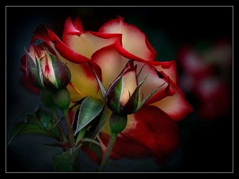Red and Yellow Rose — Dramatic, Photograph, Buds, Green Leaves