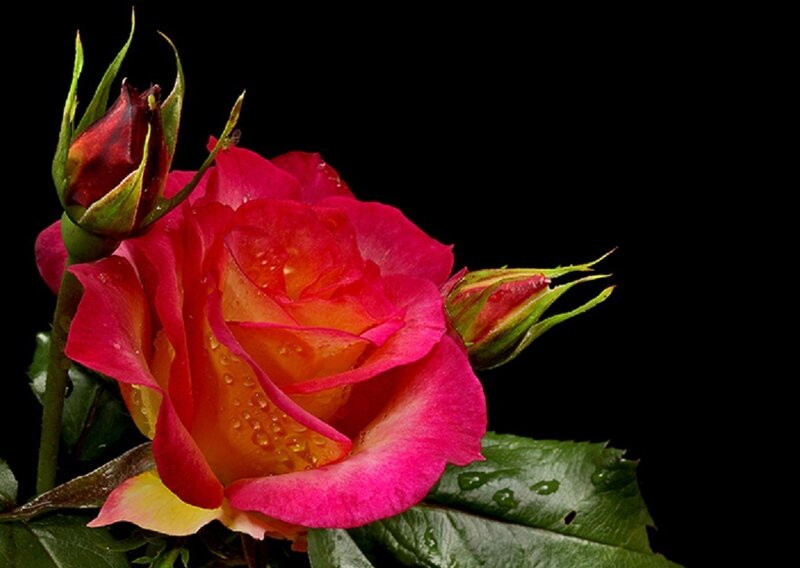 Red and Yellow Rose — Dramatic, Photograph, Buds, Leaves