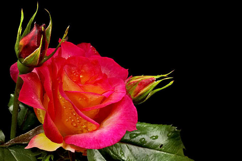 Red and Yellow Rose — Dramatic, Photograph, Buds