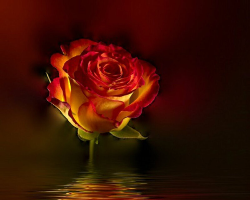 Red and Yellow Rose — Dramatic, Photograph, Flower, Stem
