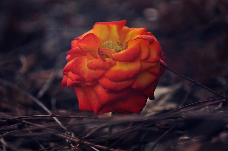 Red and Yellow Rose — Dramatic, Photograph, Flower