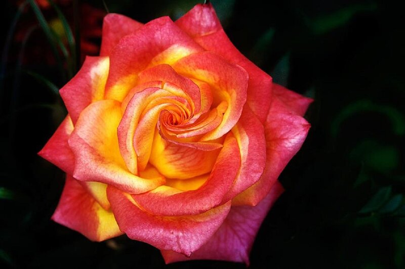 Red and Yellow Rose — Dramatic, Photograph, Petals, Dark Background