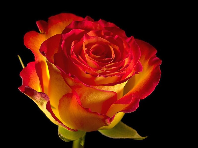 Red and Yellow Rose — Dramatic, Photograph, Petals