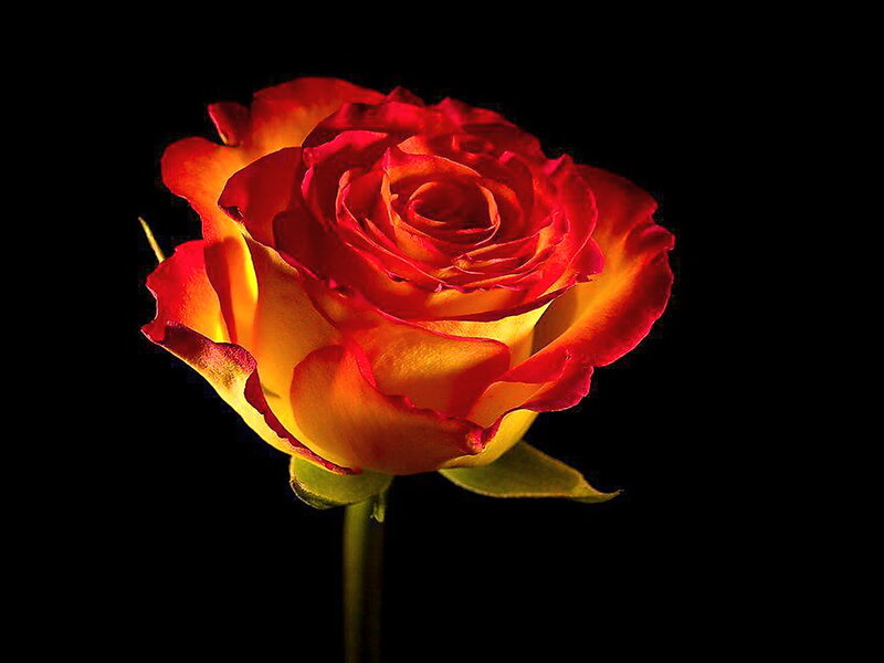 Red and Yellow Rose — Dramatic, Photograph, Stem, Leaf