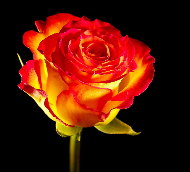 Red and Yellow Rose — Dramatic, Photograph, Stem