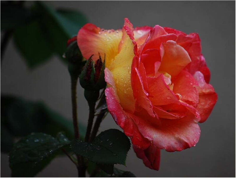 Red and Yellow Rose — Dramatic, Photograph