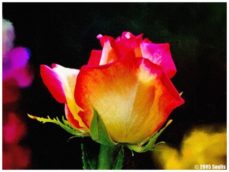 Red and Yellow Rose — Dramatic