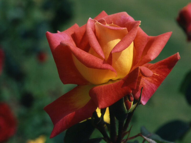 Red and yellow rose in bloom