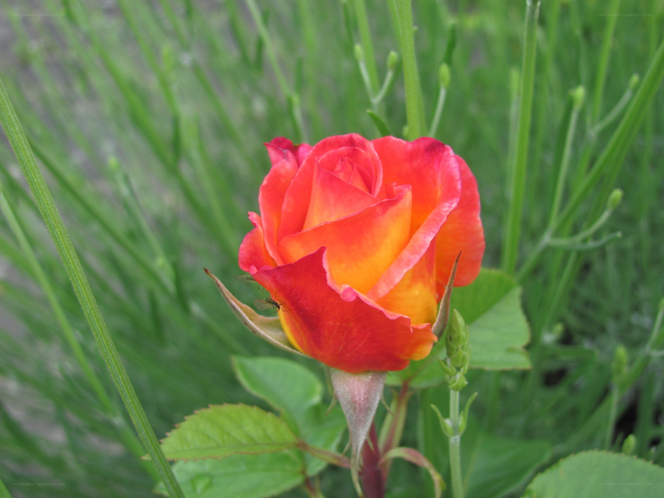 Red and yellow rose in garden