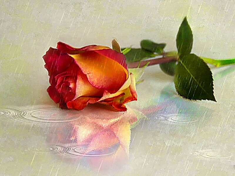 Red and Yellow Rose — Melancholic