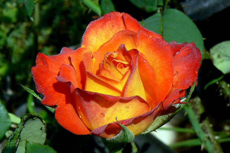 Red and Yellow Rose — Natural, Afternoon, Photograph, Flower