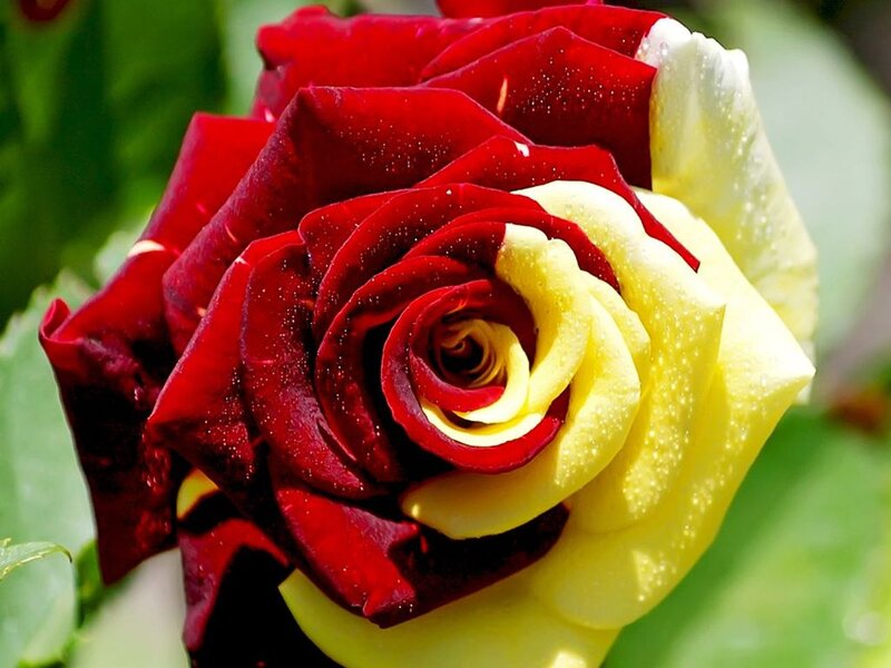 Red and Yellow Rose — Natural, Afternoon, Photograph, Petals