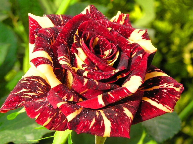 Red and Yellow Rose — Natural, Afternoon