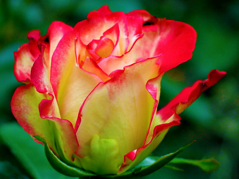 Red and Yellow Rose — Natural, Photograph