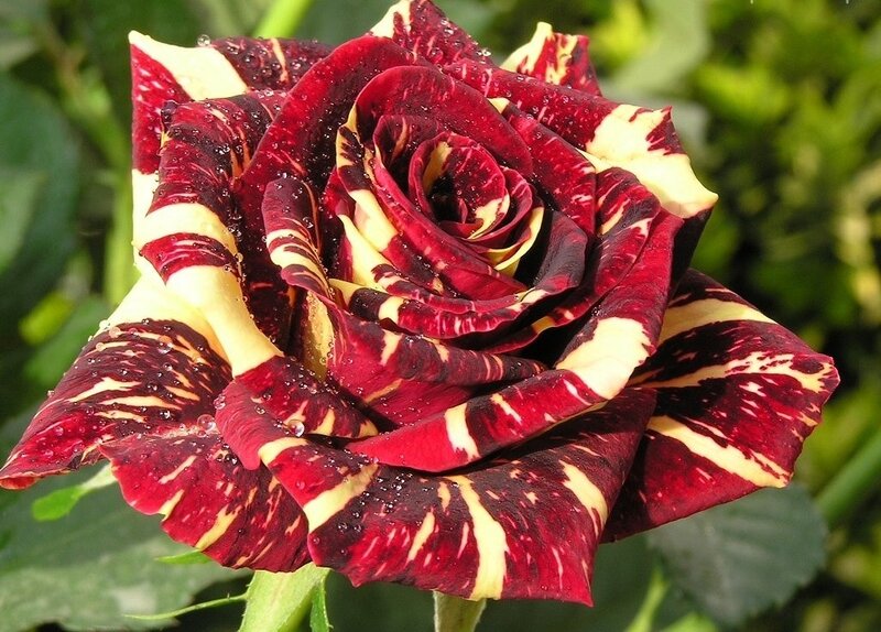 Red and Yellow Rose — Natural