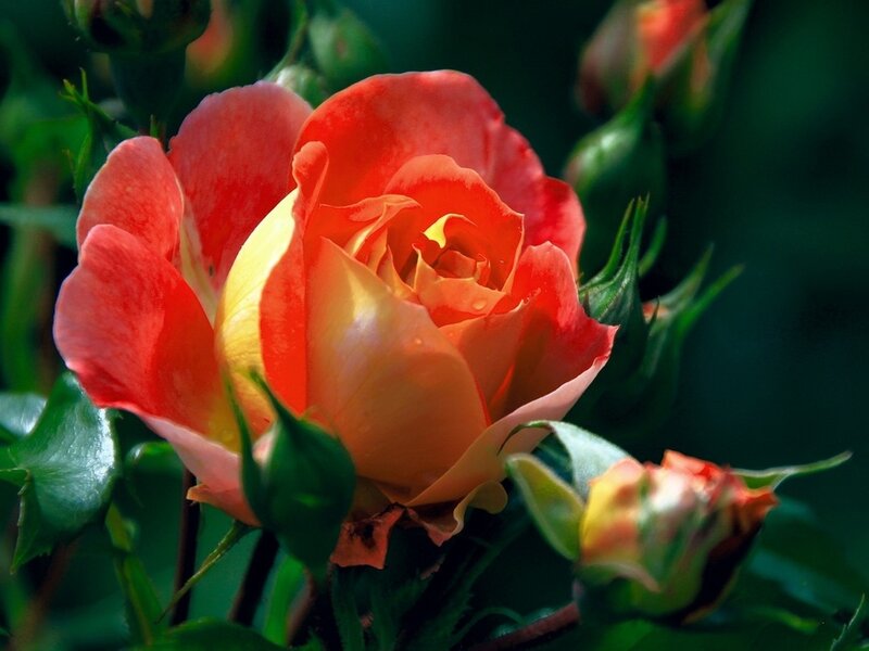 Red and Yellow Rose — Serene, Afternoon, Photograph, Buds, Leaves