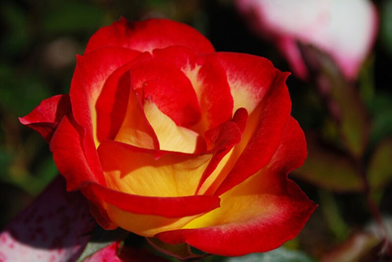 Red and Yellow Rose — Serene, Afternoon, Photograph, Flower, Petals, Greenery