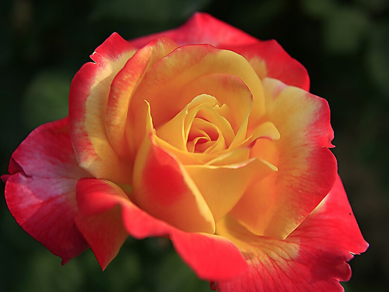 Red and Yellow Rose — Serene, Afternoon, Photograph, Flower