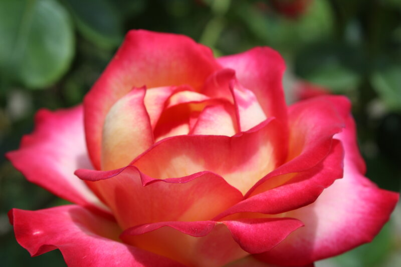 Red and Yellow Rose — Serene, Afternoon, Photograph, Petals, Green Leaves